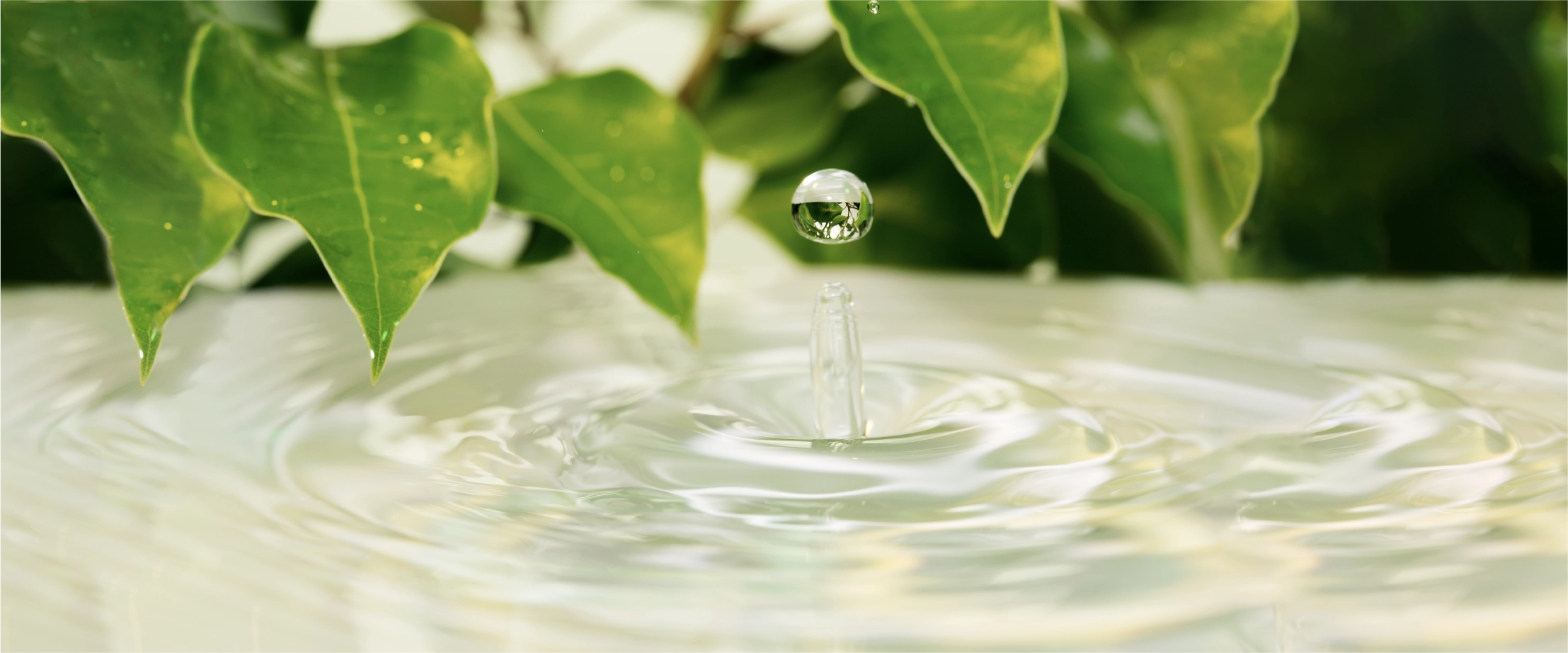 自然の恵みを活かした化粧品開発をサポートします